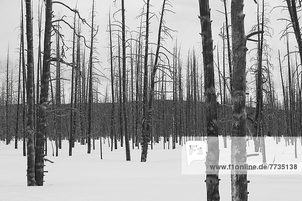 Winter  Baum  Beton  Yellowstone Nationalpark  Schnee