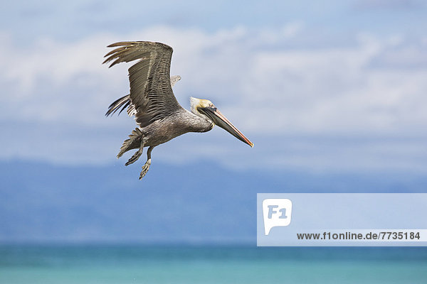 fliegen  fliegt  fliegend  Flug  Flüge  Strand  Pelikan  braun  Costa Rica  Halbinsel