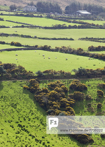 Typical Landscape And Farmland  Dingle Peninsula County Kerry Ireland