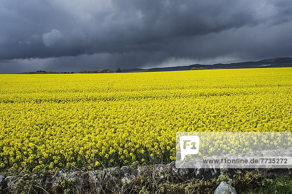 Field Of Rapeseed  St. Andrews Scotland