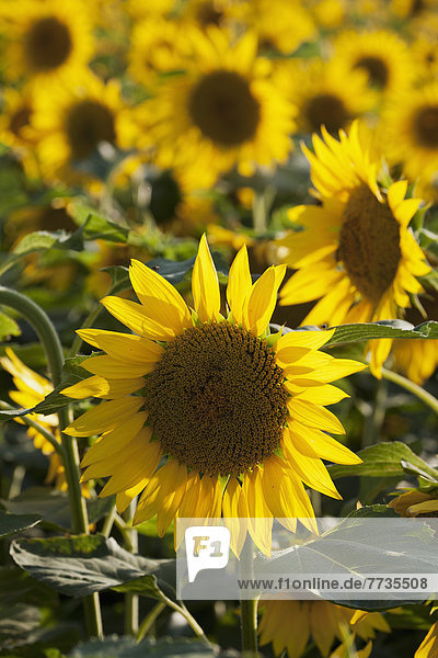 Sunflowers In A Sunflower Field  Alberta Canada