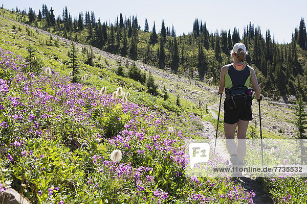 Female Hiker Walking Along A Hillside Of Wild Flowers  Field British Columbia Canada