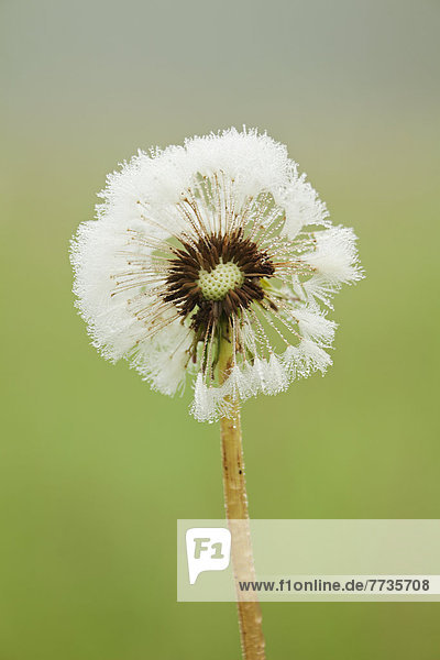 Dandelion Puff Covered With Dew  Thunder Bay Ontario Canada