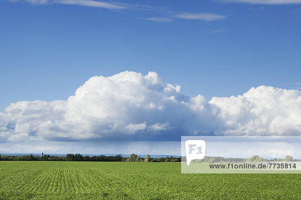 Billows Of Clouds With Blue Sky Over A Field  Thunder Bay Ontario Canada