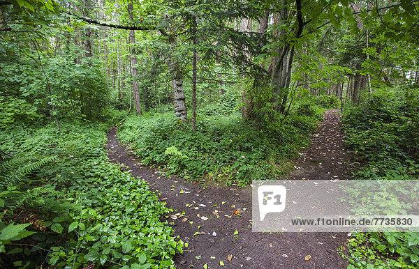 A Split Path On Russell Island Marine Park In The Gulf Islands  British Columbia Canada
