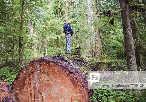 Mann  Wald  reifer Erwachsene  reife Erwachsene  Insel  wandern  Mittelpunkt  Vancouver