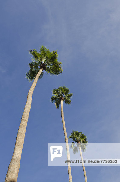niedrig  Quelle  Amerika  Baum  Himmel  blau  Ansicht  Flachwinkelansicht  Verbindung  Winkel  Kalifornien