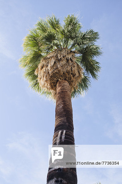 niedrig  Quelle  Amerika  Baum  Himmel  blau  Ansicht  Flachwinkelansicht  Palme  Verbindung  Winkel  Kalifornien