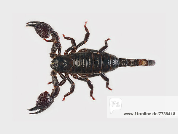 weiß  Hintergrund  Skorpion - Tier