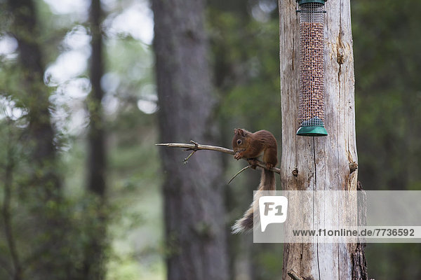 Hörnchen  Sciuridae  sitzend  Baum  Ast  Vogel  essen  essend  isst  füttern  Samen