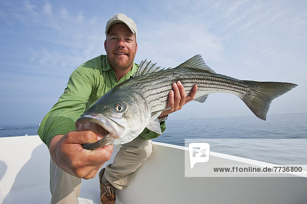 Man holds a fresh caught striped bass  cape cod massachusetts united states of america