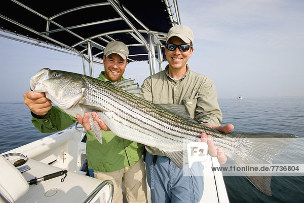 Two men holding a fresh caught striped bass  massachusetts united states of america