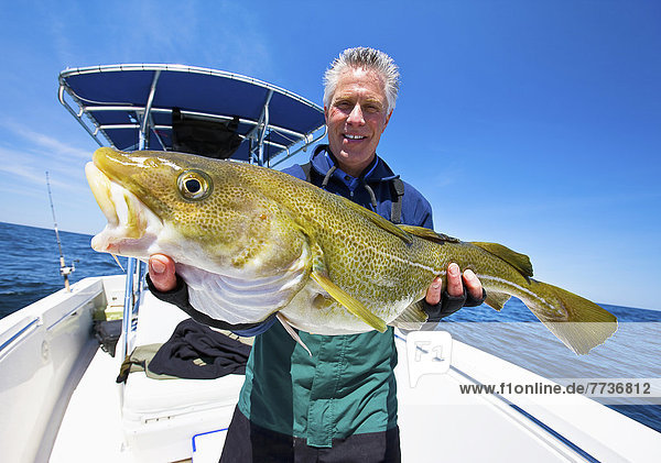 A man holding a fresh caught cod fish  boston massachusetts united states of america