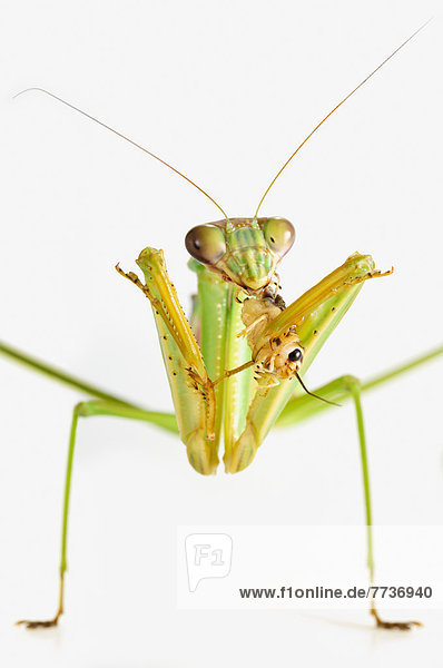 Praying mantis eating a cricket  st. albert alberta canada