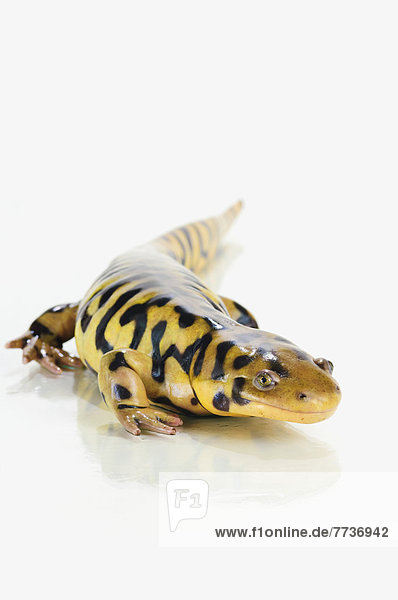 Tiger salamander  st. albert alberta canada