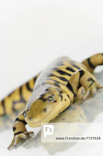 Tiger  Panthera tigris  weiß  Hintergrund  Salamander