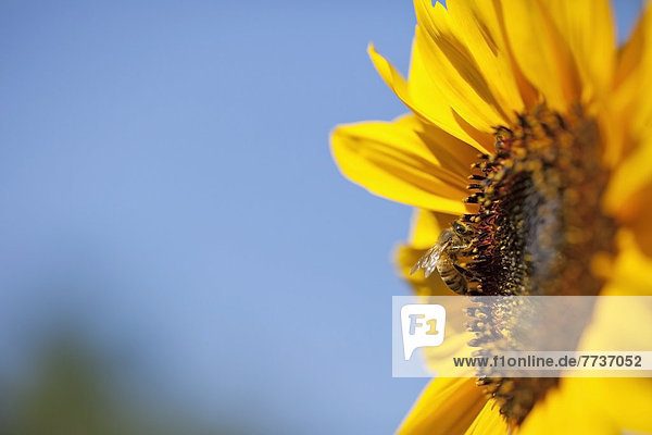 Bee on a sunflower Milton ontario canada