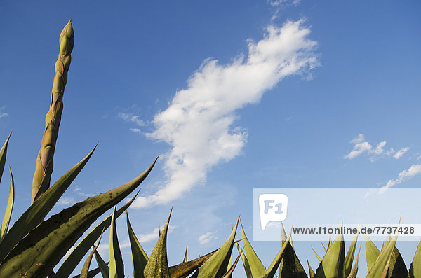 Wolke  Himmel  unterhalb  Pflanze  blau  Kaktus