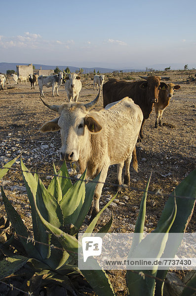 Cattle ranch Pozos guanajuato mexico