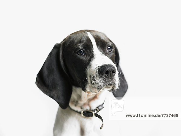 Hundeportrait