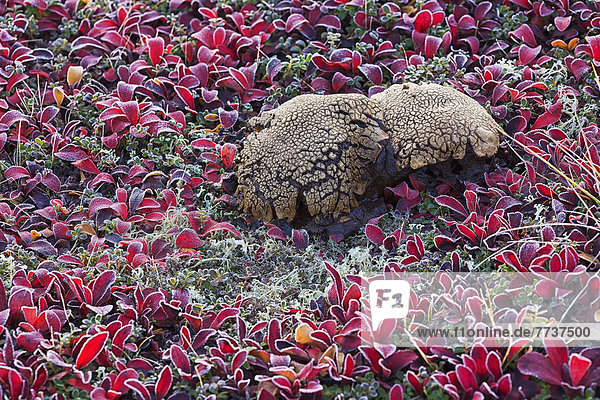 A large oddly shaped mushroom surrounded by bear berry plants on a very frosty morning along the dempster highway Yukon canada