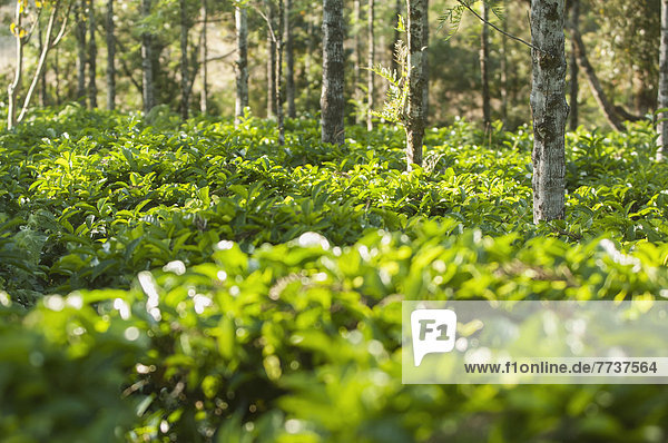 Außenaufnahme  Wald  Kaffee  Plantage