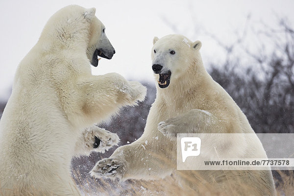 Polar bears (ursus maritimus) play fighting along the shores of hudson s bay Churchill manitoba canada