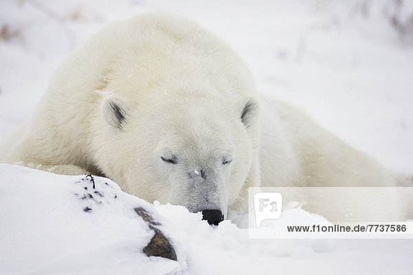 Eisbär  Ursus maritimus  schlafen  Schnee