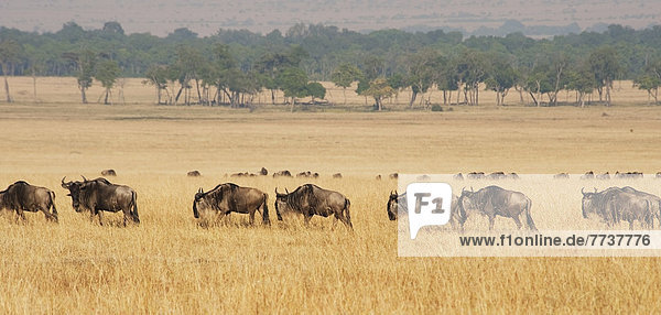 Migration of wildebeest Maasai mara kenya