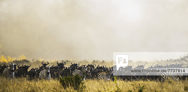Zebras and wildebeest in the grass in the maasai mara national reserve Maasai mara kenya