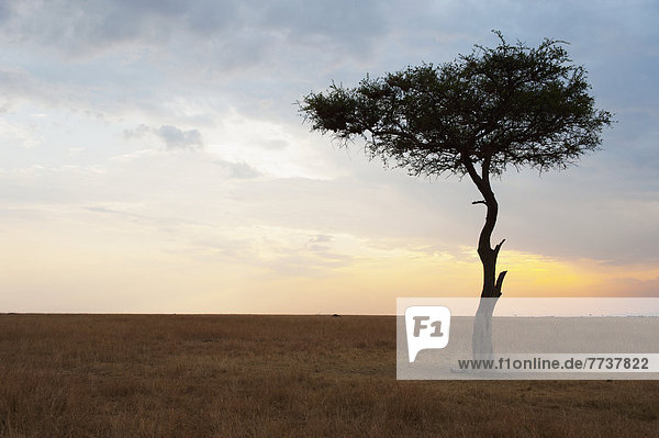 A lone tree on the maasai mara national reserve landscape at sunset Maasai mara kenya