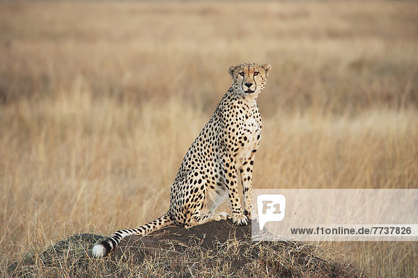 A cheetah sits alert in a field in the maasai mara national reserve Maasai mara kenya
