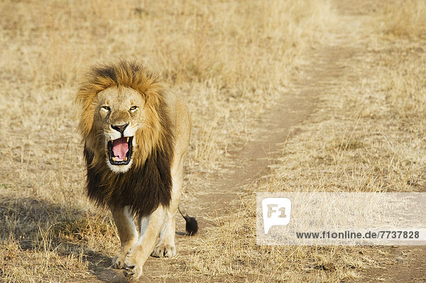 A lion yawning as he walks down a worn path in a grass field in the maasai mara national reserve Maasai mara kenya