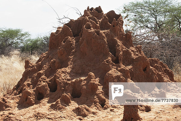 A mound of red dirt with numerous holes burrowed into it Maasai mara kenya