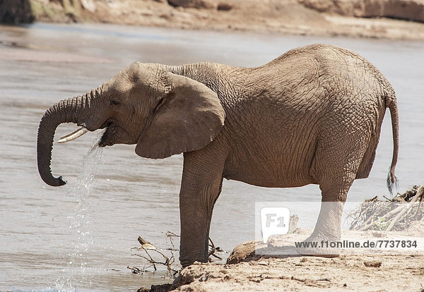 An elephant standing and drinking at the water's edge in samburu national reserve Kenya