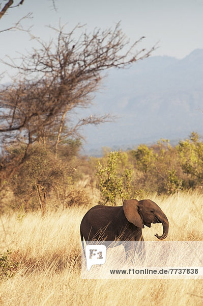 An elephant walks through the tall grass in samburu national reserve Kenya