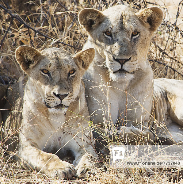 Two female lions sitting in the grass in maasai mara national reserve Maasai mara kenya