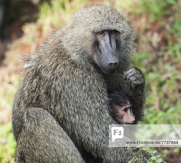 A monkey with it's baby in the maasai mara national reserve Maasai mara kenya