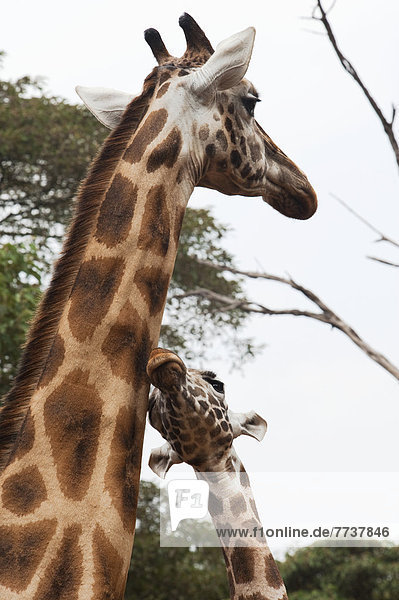 A giraffe and a young giraffe in the giraffe centre Nairobi kenya