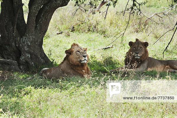 Two lions lay in the shade in the maasai mara national reserve Maasai mara kenya