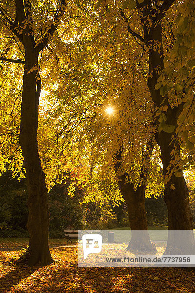 Sunlight glowing through the leaves of trees in autumn colours Gateshead tyne and wear england
