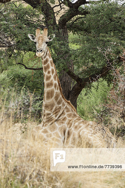 'Giraffe (Giraffa camelopardalis) steht hinter Schild ''No entry'''