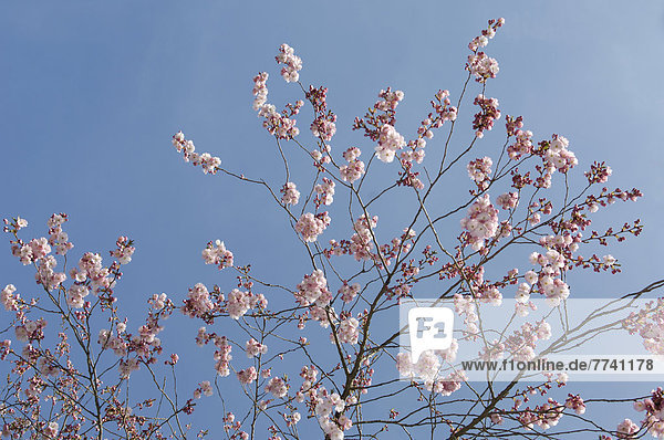 Deutschland  Bayern  Blick auf japanische Kirschblüte  Nahaufnahme