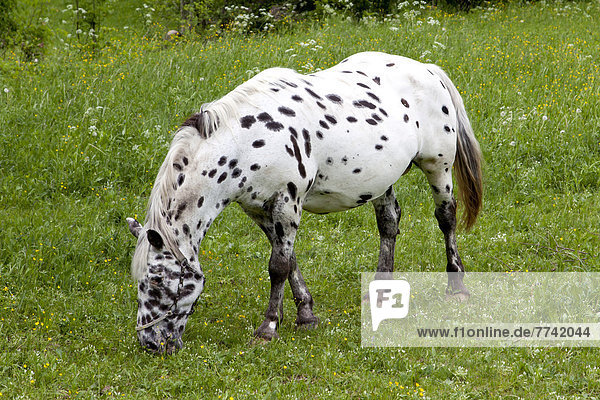 Pferd  weiß mit schwarzen Punkten  auf einer Weide bei Bovec  Slowenien  Europa