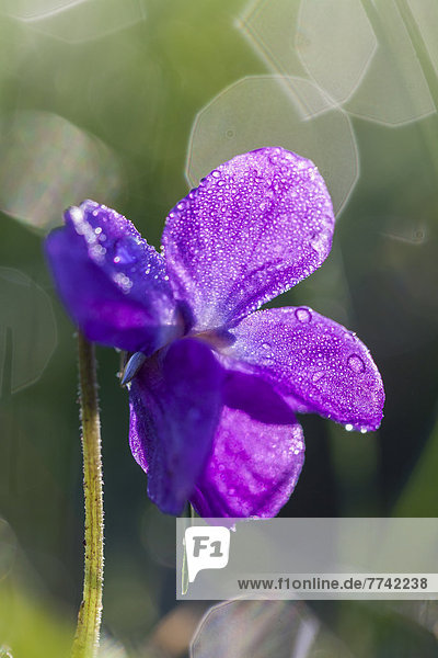 März-Veilchen (Viola odorata)  Hessen  Deutschland  Europa