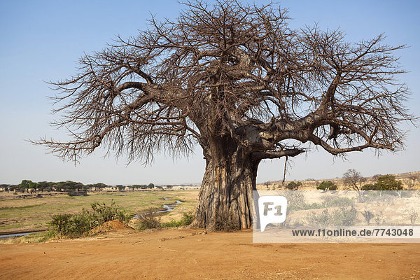 Baobab tree (Adansonia digitata)  savannah