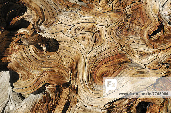 USA  Nevada  Verwittertes Holz von Bristlecone Pine  Nahaufnahme