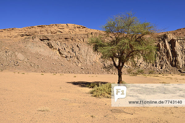 Algerien  Akazienbaum in der Vulkanlandschaft des oberen Ouksem-Kraters bei Menzaz