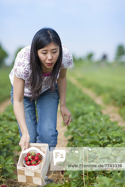 Junge Japanerin pflückt Erdbeeren auf dem Feld