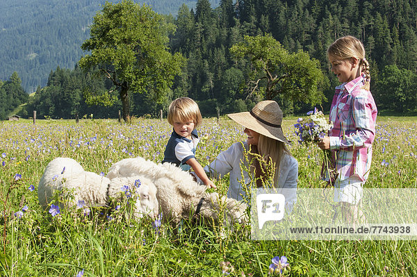 Austria  Salzburg  Family with sheep in summer meadow